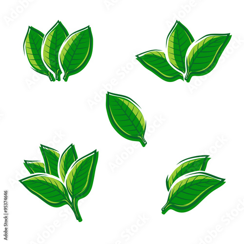 Tobacco leaf set. Vector