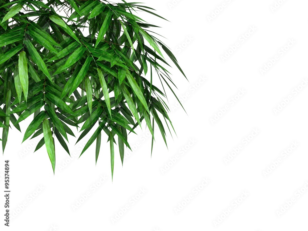 bamboo branch bamboo branch