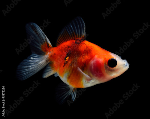 goldfish on black background © sommai