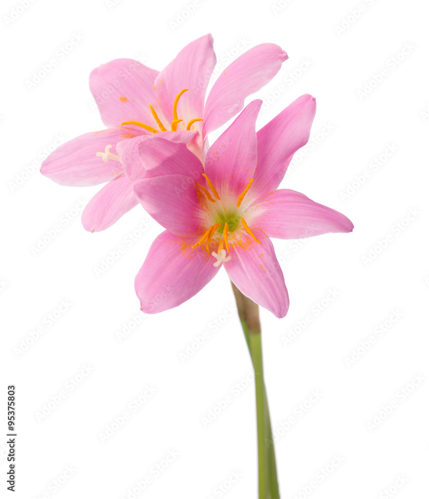 Two pink lilies isolated on a white background. Rosy Rain lily Two pink lilies isolated on a white background. Rosy Rain lily