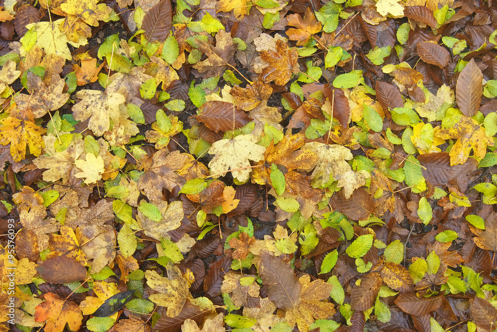 Autumn leafs background texture. Autumn leafs background texture.