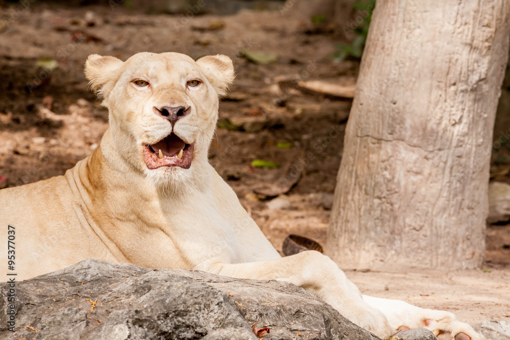 lion lies down