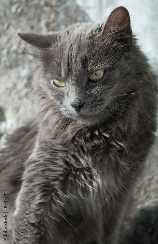 fluffy gray cat with green eyes