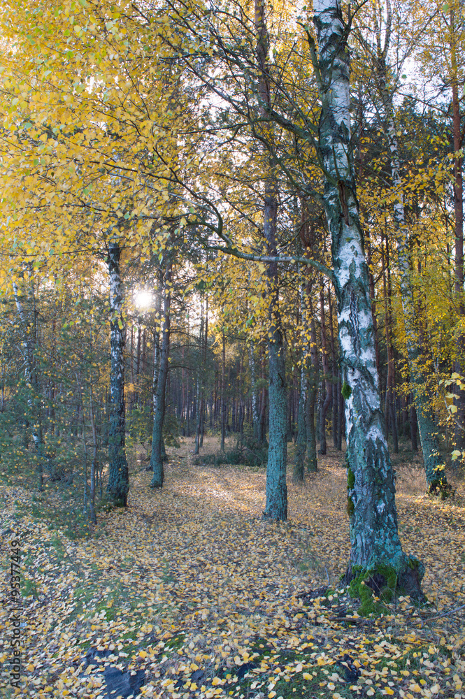 Fototapeta premium birch tree with green yellow leaves fall
