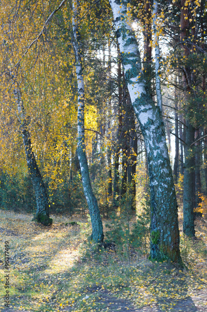 Fototapeta premium birch tree with green yellow leaves fall