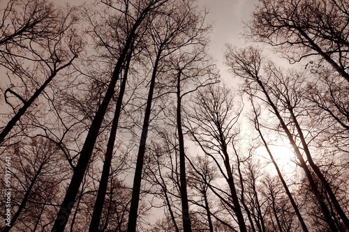 Bare trees forest