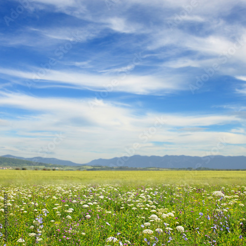 Wildflowers on the background of mountains and blue sky
