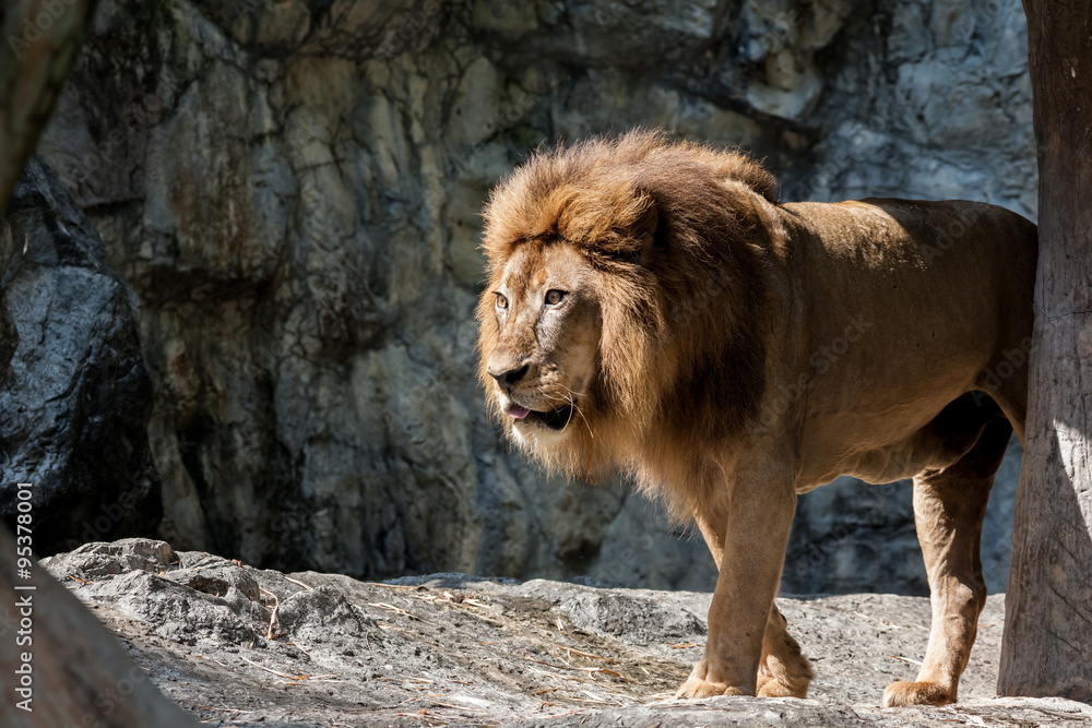 Naklejka premium lion lies down