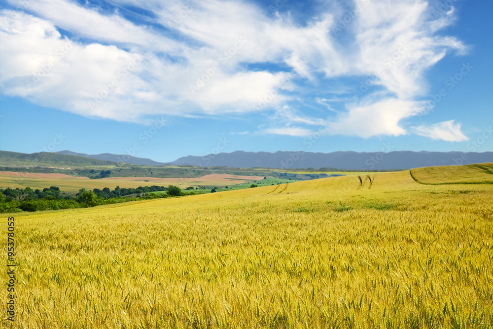 Wheat field. Golden wheat over mountains and blue sky