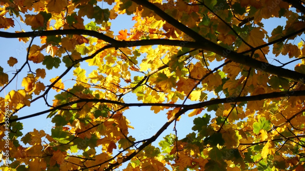 Yellow Maple Autumn Leaves in Aberdeen, Scotland UK
Yellow Maple Autumn Leaves in Aberdeen, Scotland UK