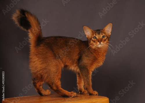 Somali kitten ruddy color