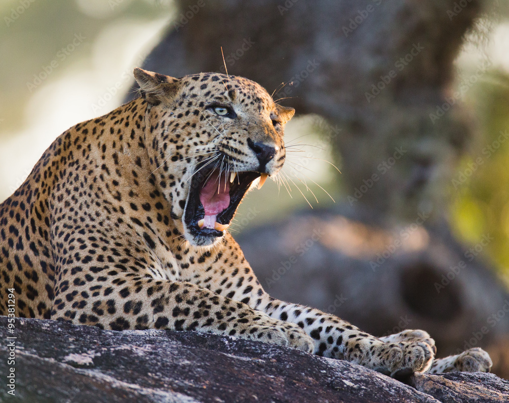 Fototapeta premium The leopard lies on a large stone under a tree and yawns. Sri Lanka. An excellent illustration.