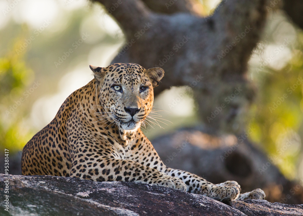 Obraz premium The leopard lies on a large stone under a tree. Sri Lanka. An excellent illustration