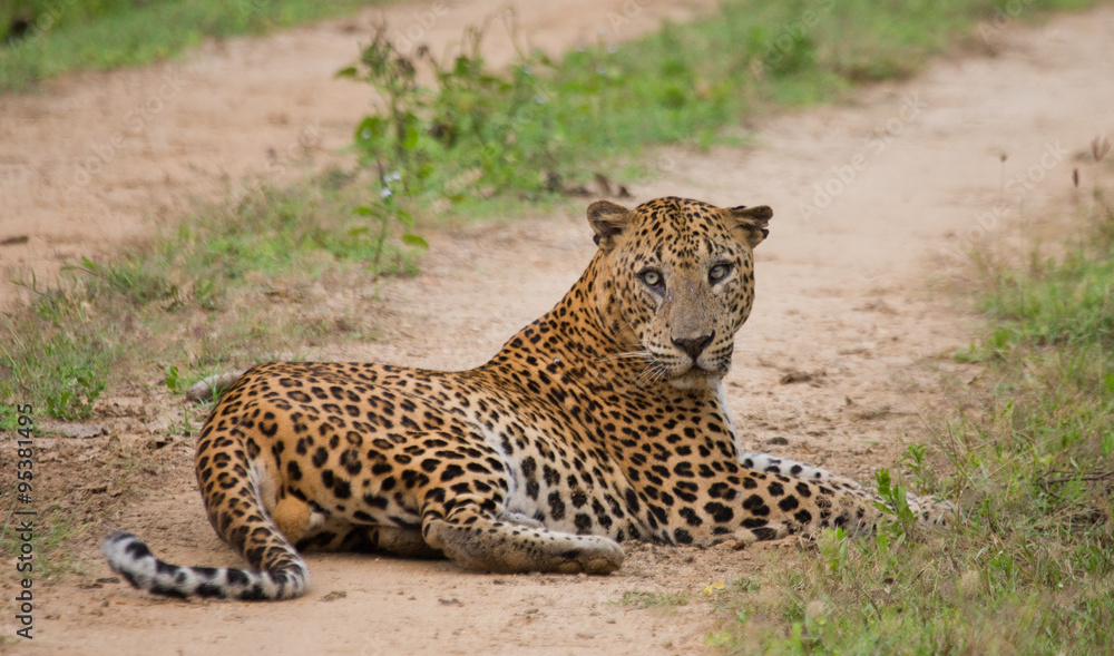 Leopard lying on the road. Sri Lanka. An excellent illustration. Leopard lying on the road. Sri Lanka. An excellent illustration.