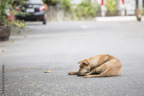 Lonely stray dog on the street