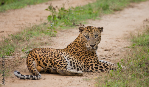Leopard lying on the road. Sri Lanka. An excellent illustration.