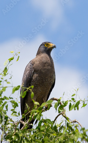 Large predatory bird sitting on a tree. Sri Lanka. An excellent illustration.
