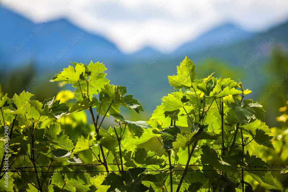 Grapevine in Montenegro Grapevine in Montenegro
