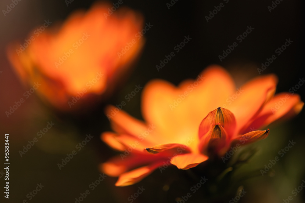 Eine orange Blüte mit sehr weichem Bokeh Eine orange Blüte mit sehr weichem Bokeh
