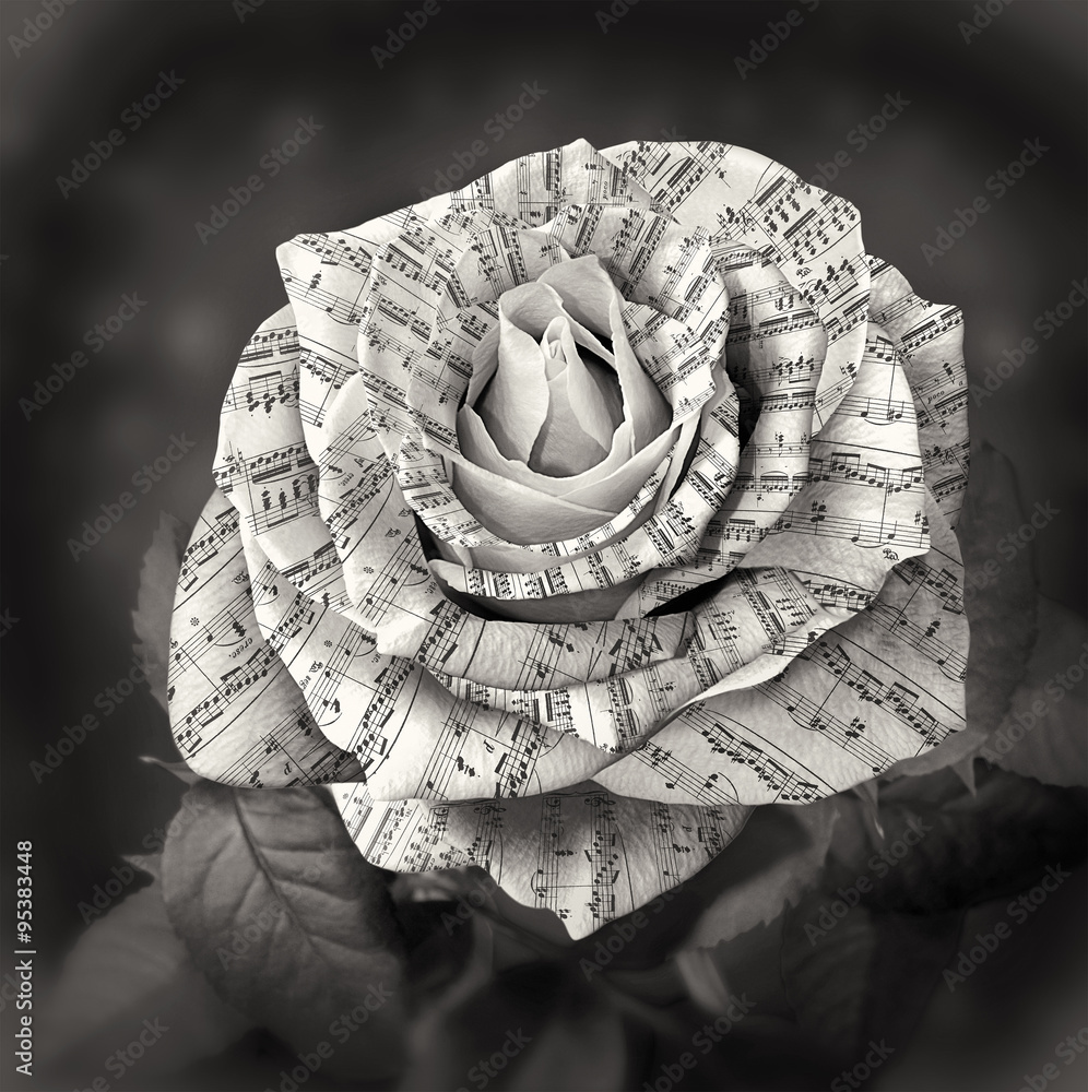 Beautiful black and white rose with note on the petals - obrazy, fototapety, plakaty 