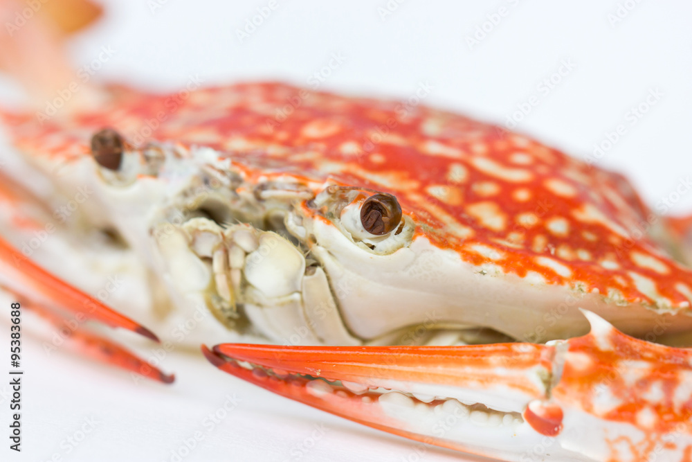 Close up of Blue crab. (Scientific Name : Portunus pelagicus)