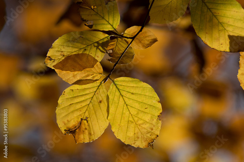 Herbstwald