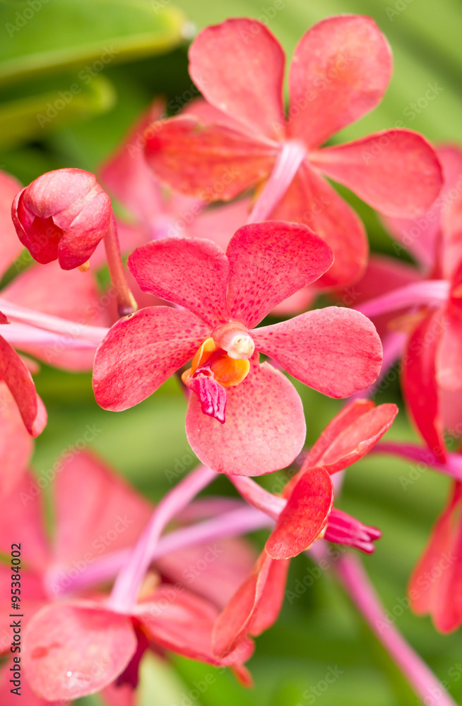 Obraz premium Close up of Red Orchid.
