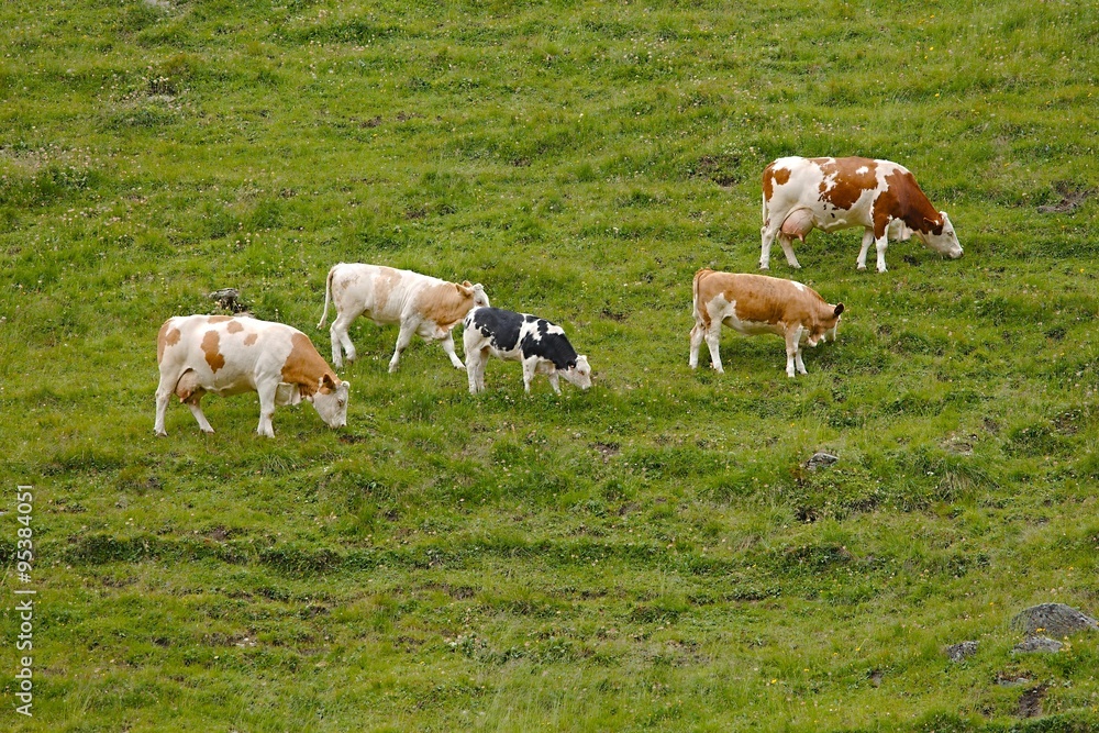 Cows grazing on the hillside