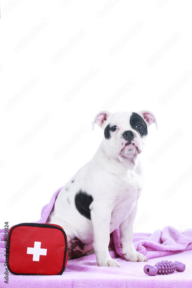 Fototapeta premium Englische Bulldogge Welpe mit Erste Hilfe Set