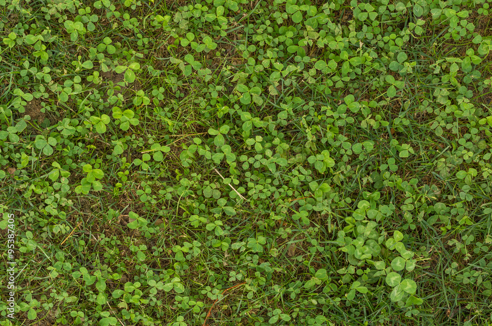 Grass lawn with clovers Grass lawn with clovers