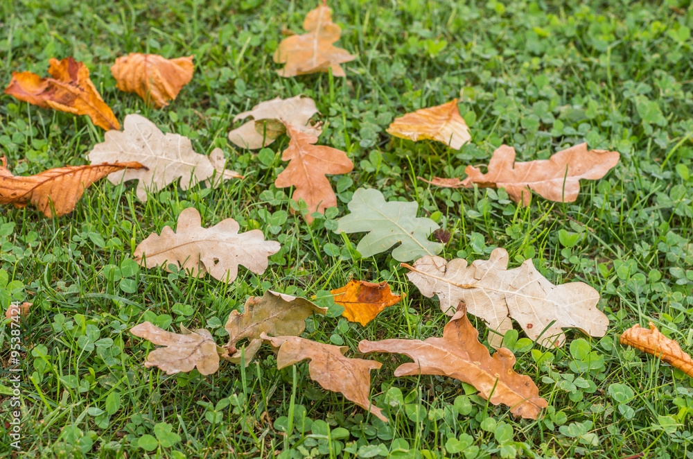 Grass lawn with fallen leaves Grass lawn with fallen leaves