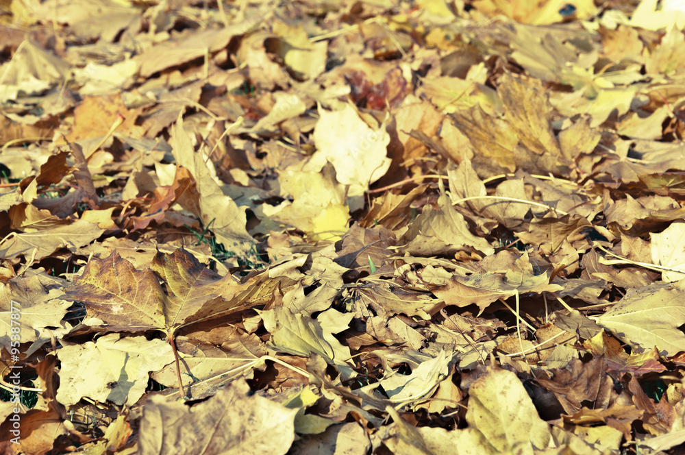 Autumn time is here Autumn time is here