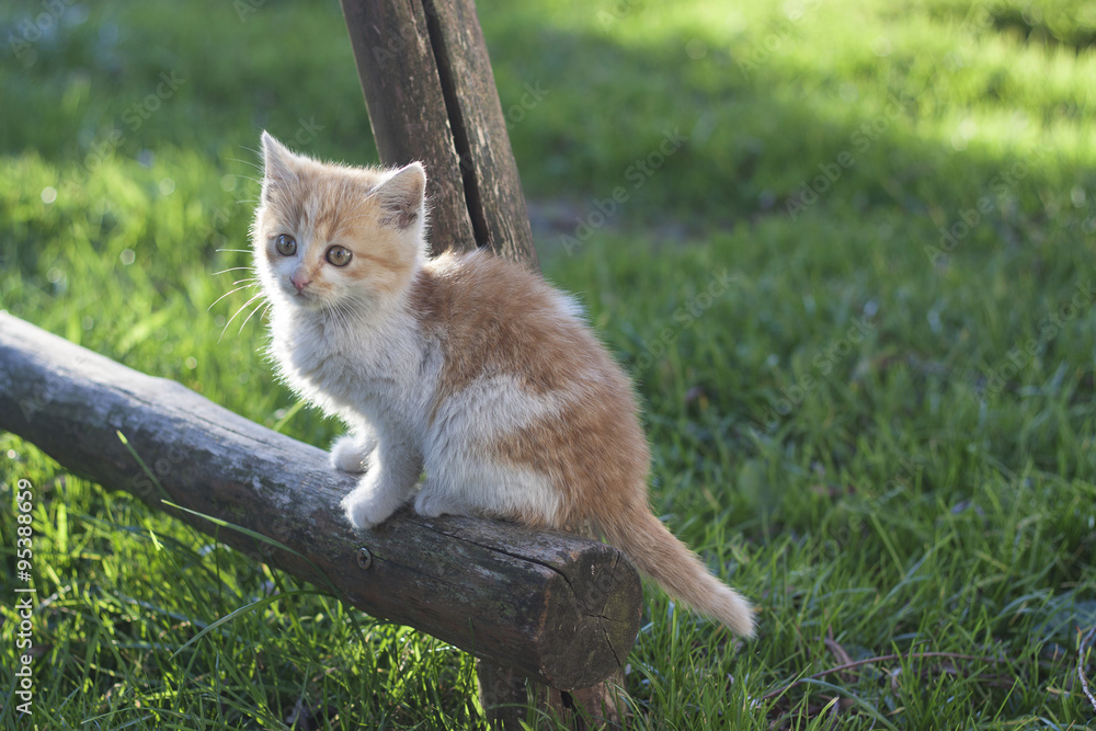 Obraz premium Young cat