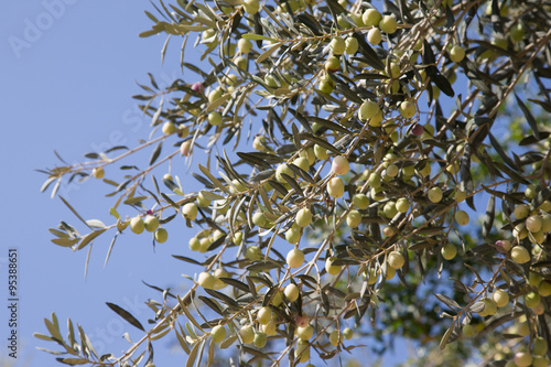 Olives on olive tree in autumn  season. Turkey in november. Sele