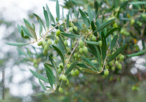Close-up view of green unripe olives on tree. © M-Production