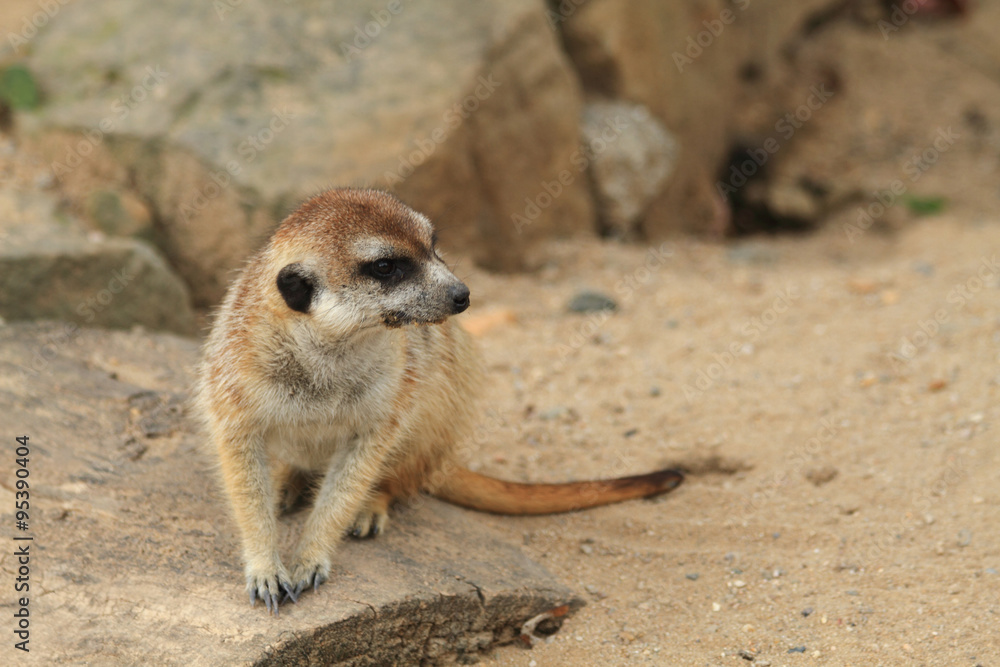 Fototapeta premium small meercat resting
