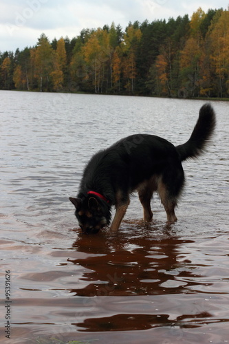 German Shepherd Dog in the lake © metanna