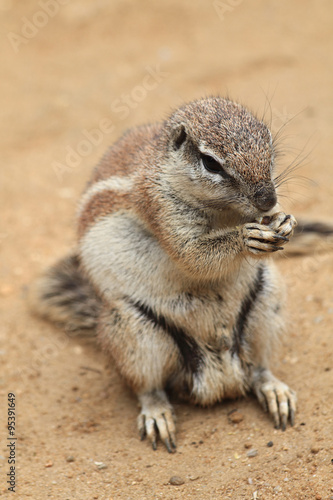 exotic sand squirrel