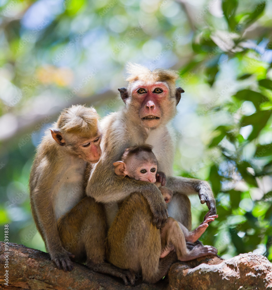 Naklejka premium Family of monkeys sitting in a tree. Funny picture. Sri Lanka. An excellent illustration
