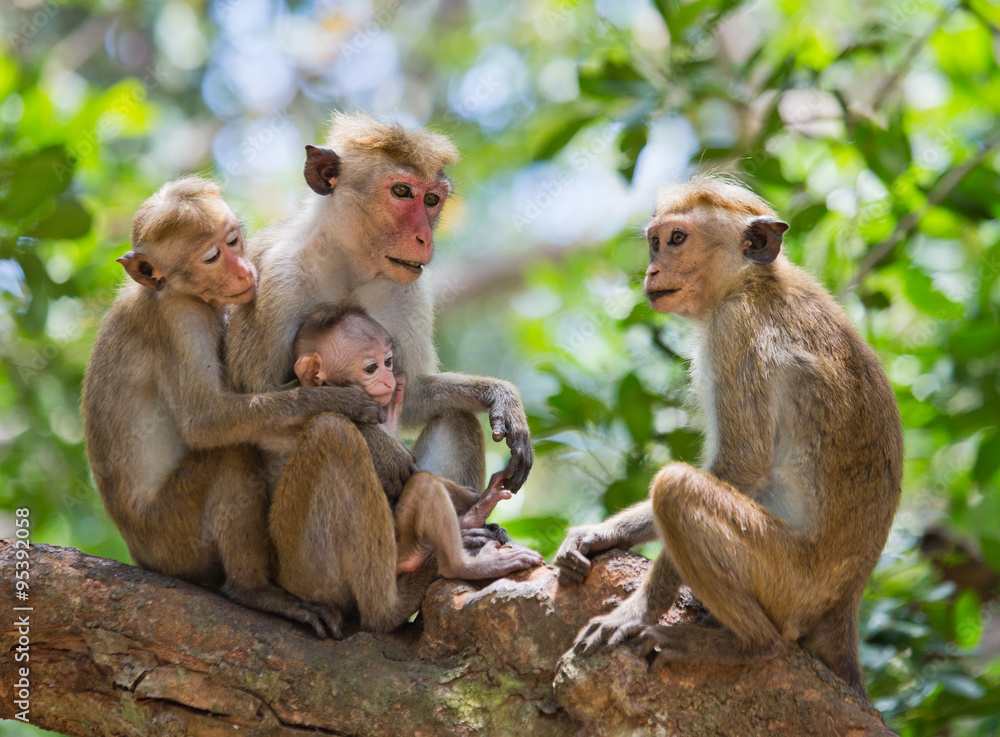 Naklejka premium Family of monkeys sitting in a tree. Funny picture. Sri Lanka. 