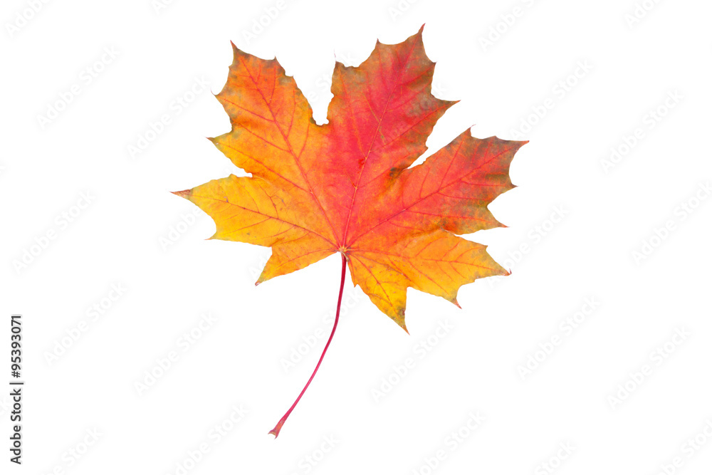 Closeup of autumn leaf Closeup of autumn leaf