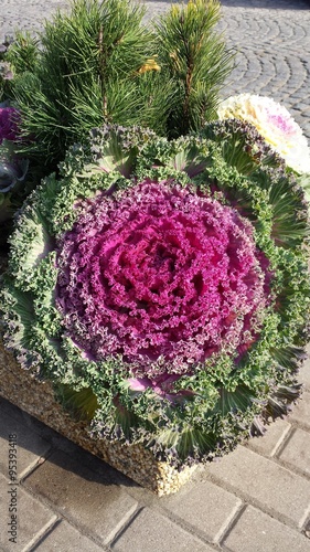 Ornamental cabbage in concrete flower beds on the sidewalk