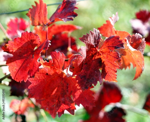 Wallpaper Mural Rote Weinblätter im Herbst Torontodigital.ca