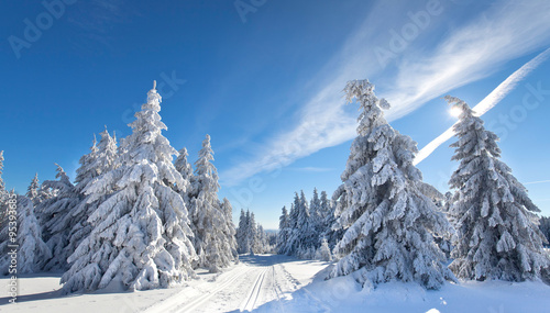 Winterwald mit strahlend blauen Himmel © Jenny Sturm