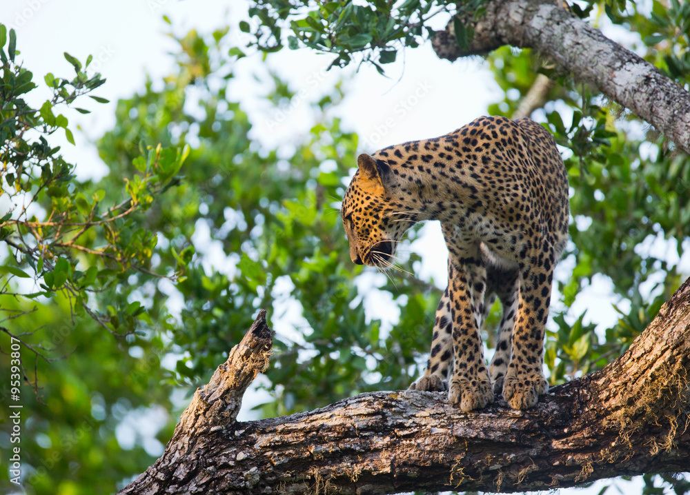 Obraz premium Leopard standing on a large tree branch. Sri Lanka. An excellent illustration.