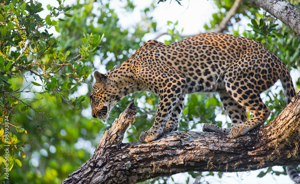 Obraz premium Leopard standing on a large tree branch. Sri Lanka. An excellent illustration.