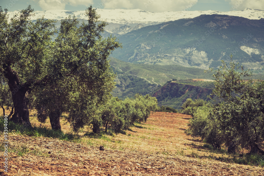 Beautiful valley with old olive trees in Granada, Spain