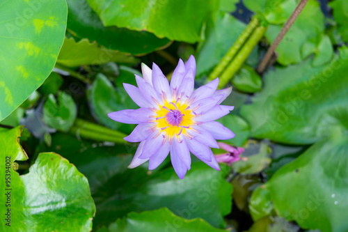Purple lotus blooming in the sunshine