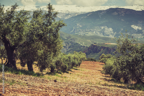 Obraz na płótnie Beautiful valley with old olive trees in Granada, Spain w salonie
