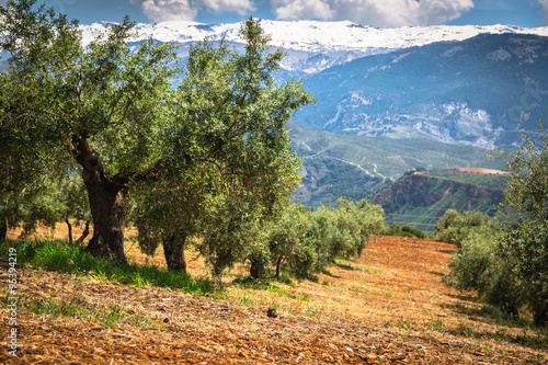 Obraz na płótnie Beautiful valley with old olive trees in Granada, Spain w salonie